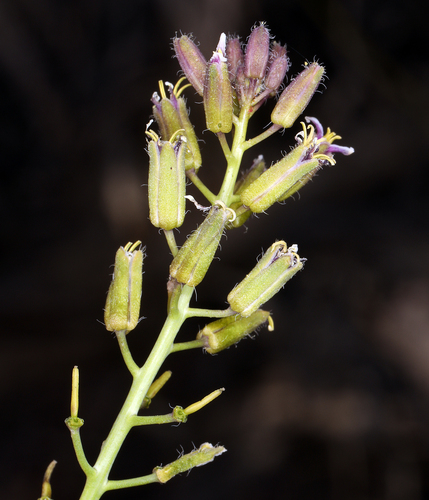 hairy wild cabbage (Caulanthus pilosus)