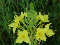Oenothera rhombipetala
