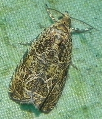 Olethreutes permundana