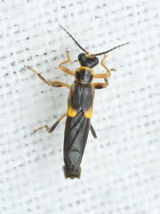 Trypherus frisoni