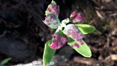 Norvellina chenopodii