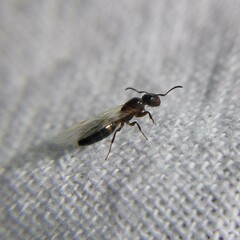 Colobopsis mississippiensis