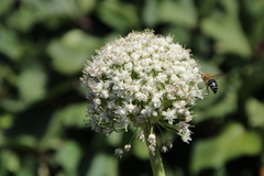 Colletes dimidiatus