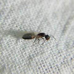 Colobopsis mississippiensis
