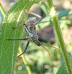 Arilus cristatus