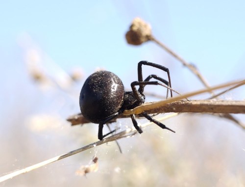 European Black Widow