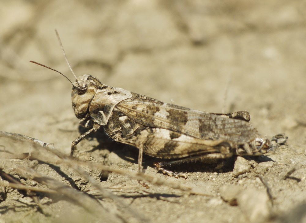 Black Grasshopper