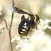 Poliandrena - Photo (c) Roman, some rights reserved (CC BY), uploaded by Roman