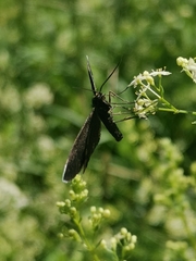 Odezia atrata