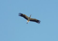 Ciconia ciconia
