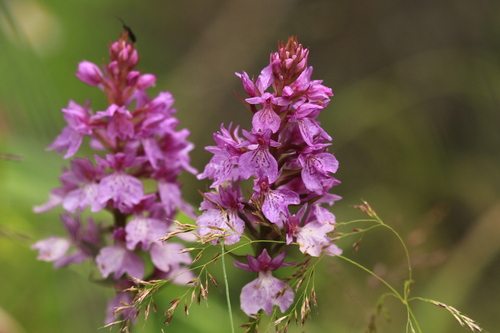 Madeira Orchid