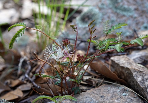 Image of Calliandra humilis by (c) Andrew Tree, some rights reserved (CC BY)