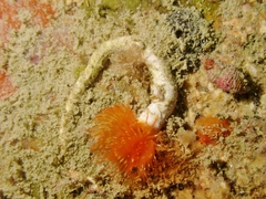 Serpula vermicularis