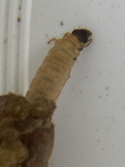 Glossosoma