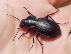 Carabus besseri