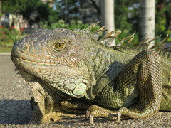 Iguana iguana