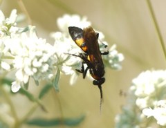 Eoferreola erythraea