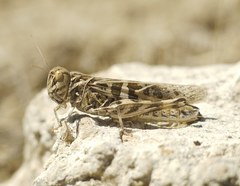 Oedaleus decorus