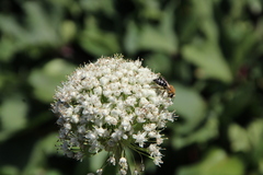 Colletes dimidiatus