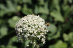 Colletes dimidiatus