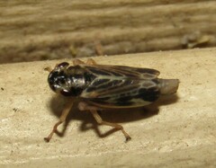 Evacanthus acuminatus