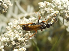 Cryptocheilus variabilis