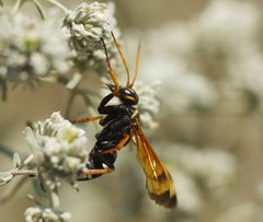 Parabatozonus lacerticida