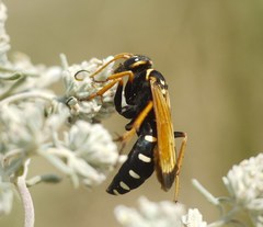 Parabatozonus lacerticida