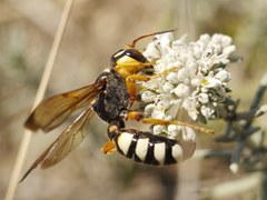 Cerceris tuberculata