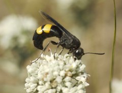 Stizoides tridentatus