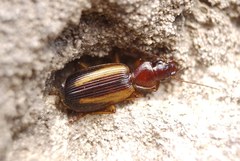 Cymindis