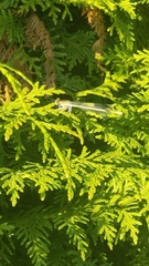 Platycnemis pennipes