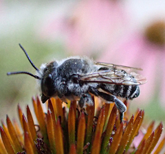 Megachile campanulae