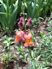 Antirrhinum majus