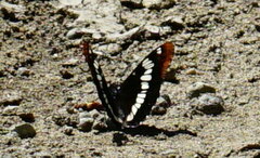 Limenitis lorquini ilgae