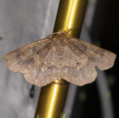 Metarranthis angularia