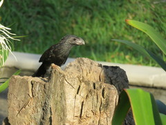 Crotophaga sulcirostris