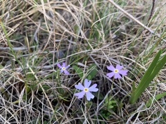 Primula mistassinica