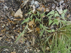 Dichanthelium implicatum