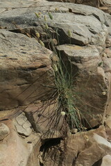 Fingerhuthia africana