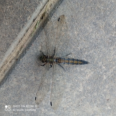 Orthetrum cancellatum