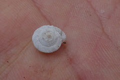 Xeroplexa setubalensis