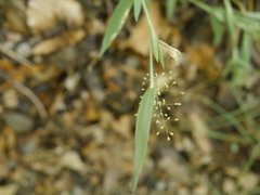 Dichanthelium implicatum