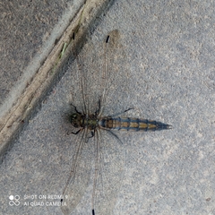 Orthetrum cancellatum