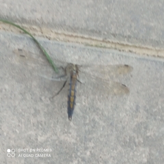 Orthetrum cancellatum