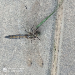 Orthetrum cancellatum