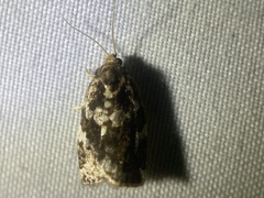 Archips mortuana