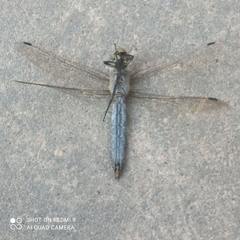 Orthetrum cancellatum