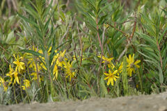 Arnica griscomii
