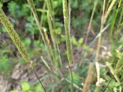 Phleum phleoides